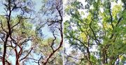 Polska ma nowe pomniki przyrody. Ich wiek wynosi kilkaset lat