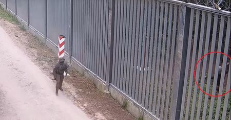 Gorąco na polsko-białoruskiej granicy. Nagranie Straży Granicznej