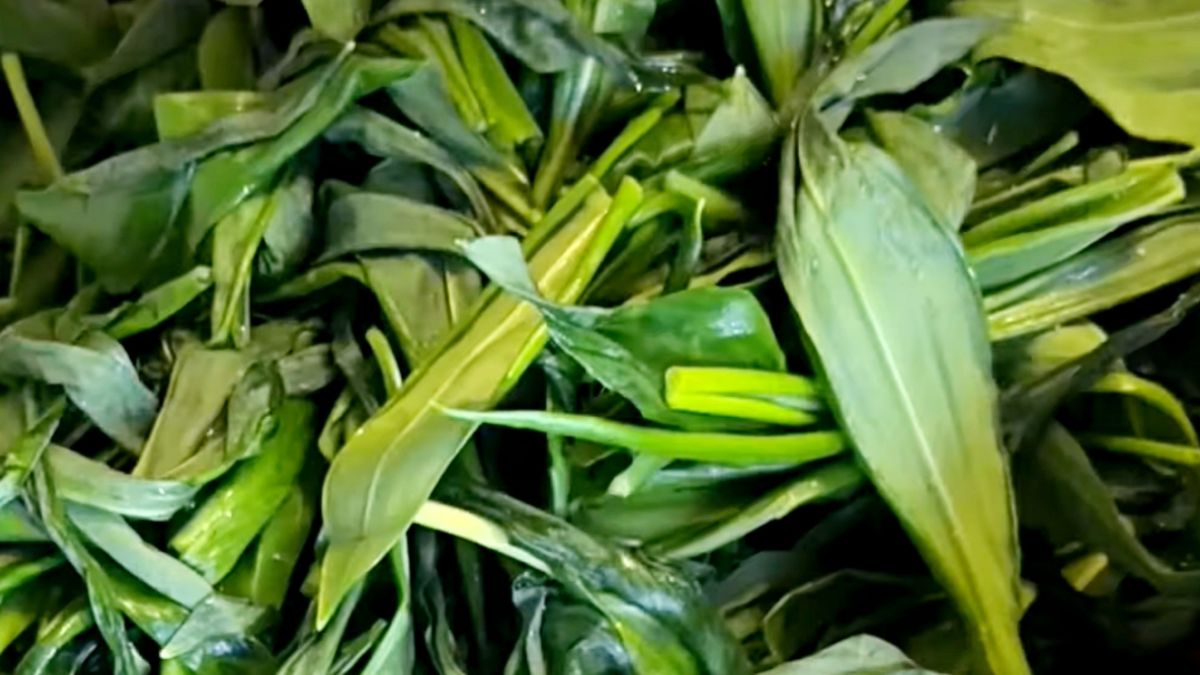 Sezon na czosnek niedźwiedzi jest krótki, więc trzeba korzystać.