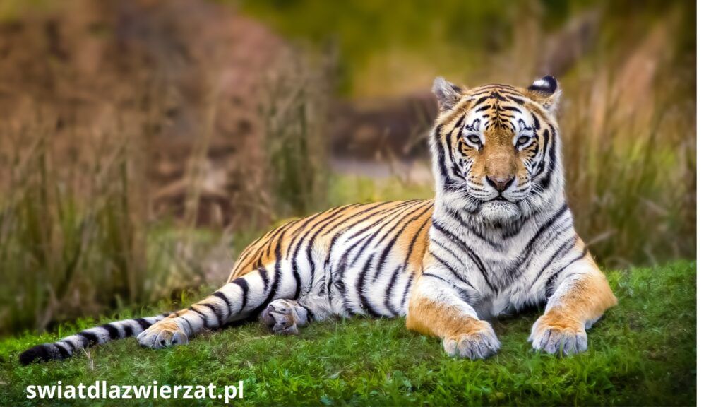 tygrys bengalski