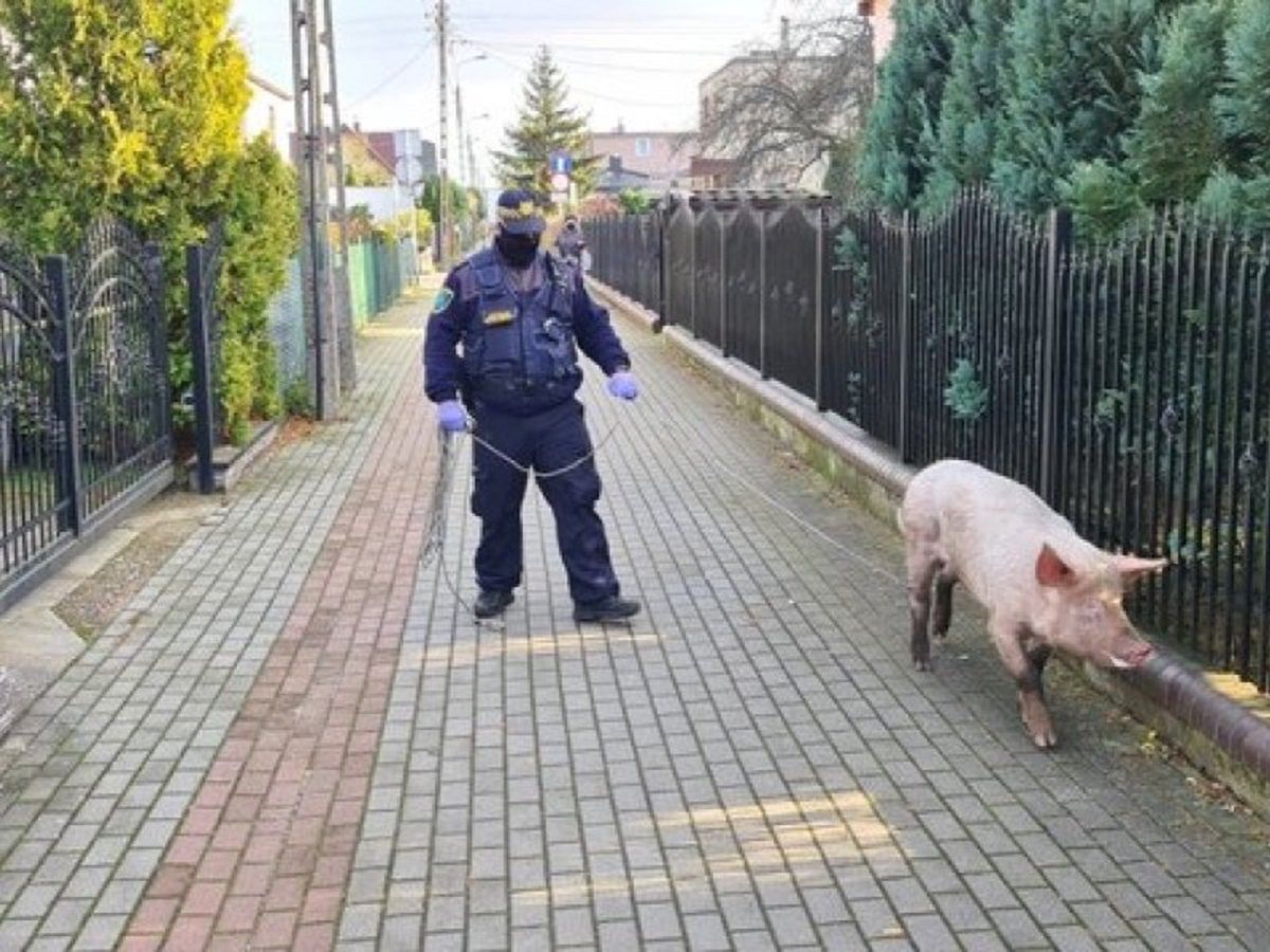 Wstrząsające odkrycie policji w Wejherowie. Wszystko dzięki świni