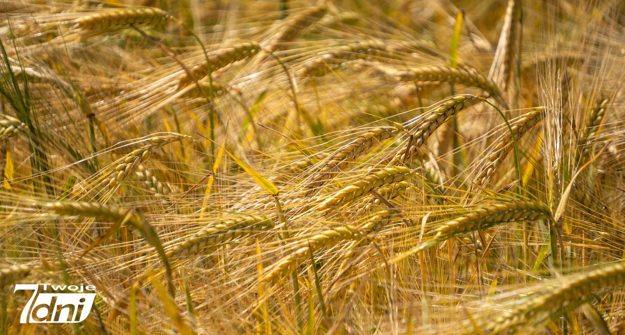 Wszyscy zadbajmy o bezpieczne i spokojne żniwa
