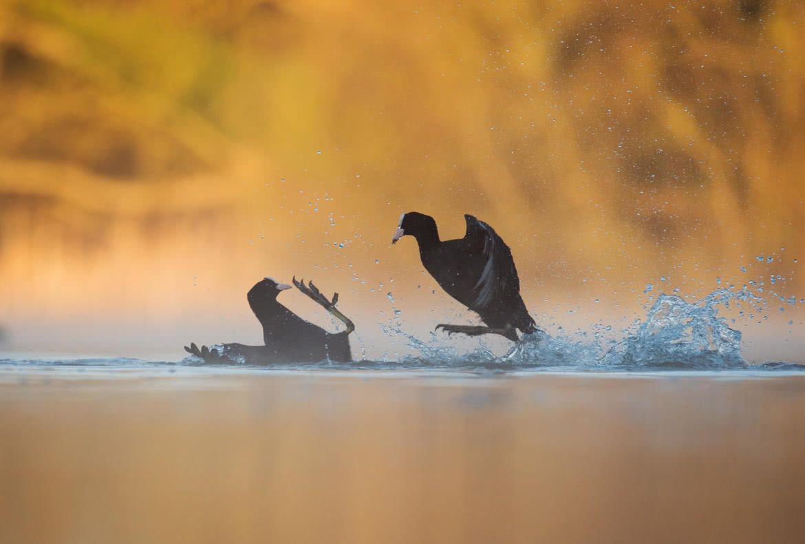Oto najlepsze zdjęcia ptaków w konkursie Bird Photographer of the Year 2017 9