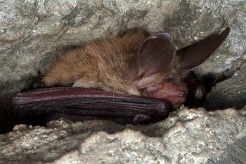 Rekord w Ojcowskim Parku Narodowym. Naliczyli ich ponad tysiąc