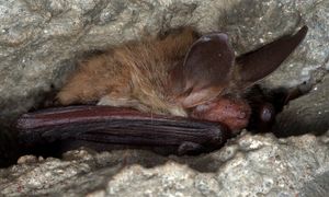 Rekord w Ojcowskim Parku Narodowym. Naliczyli ich ponad tysiąc