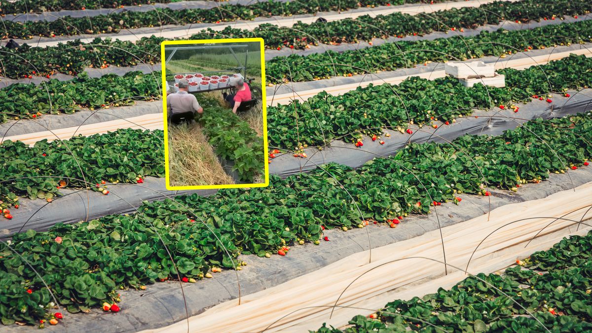 Podczas zbierania truskawek korzystali z takiej konstrukcji.