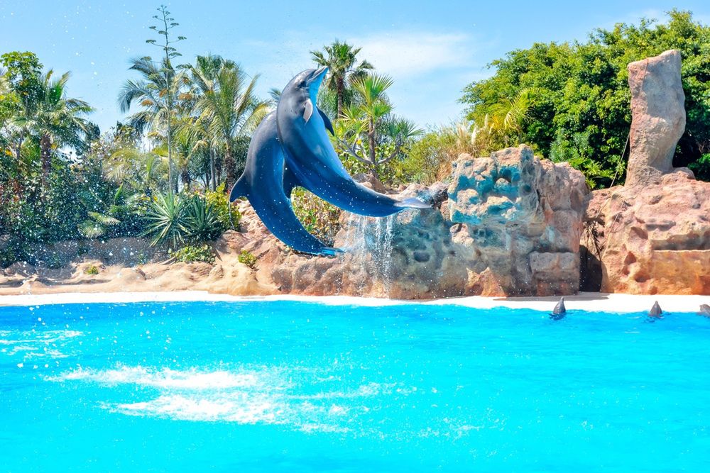 Pokaz delfinów w Loro Parque
