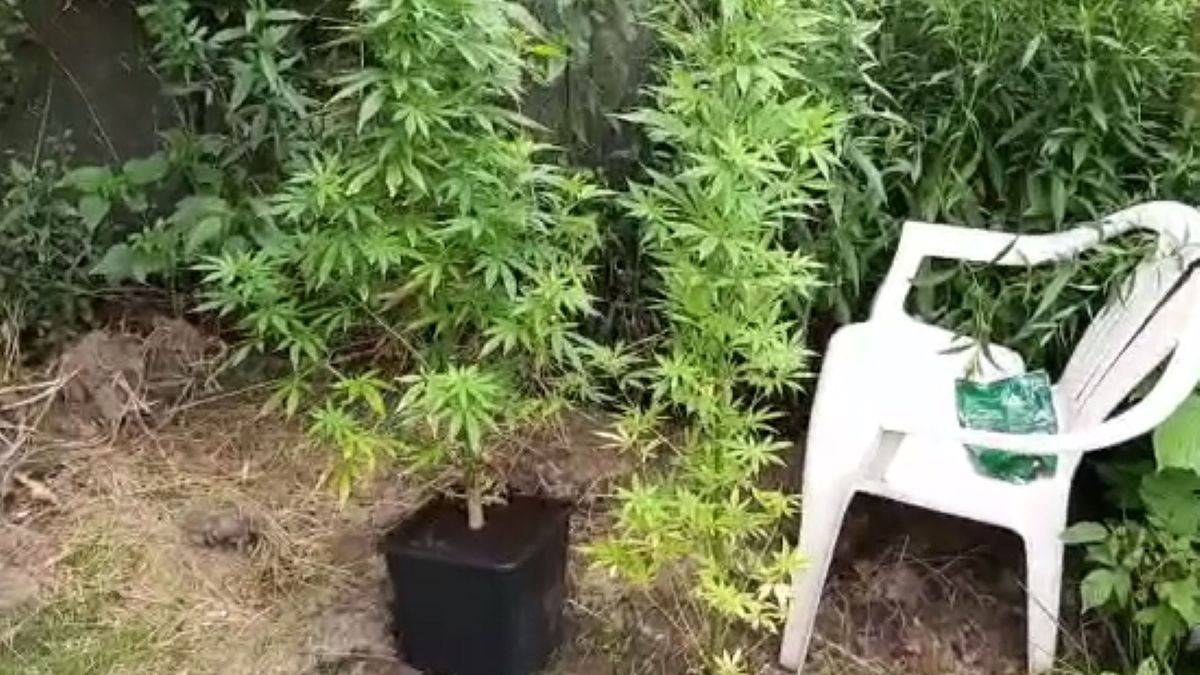 Policjanci odkryli w Jaworze plantację marihuany
