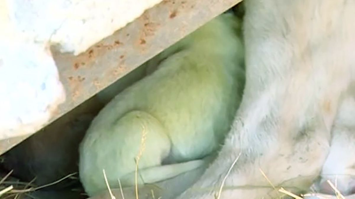 W Gruzji urodził się zielony szczeniak