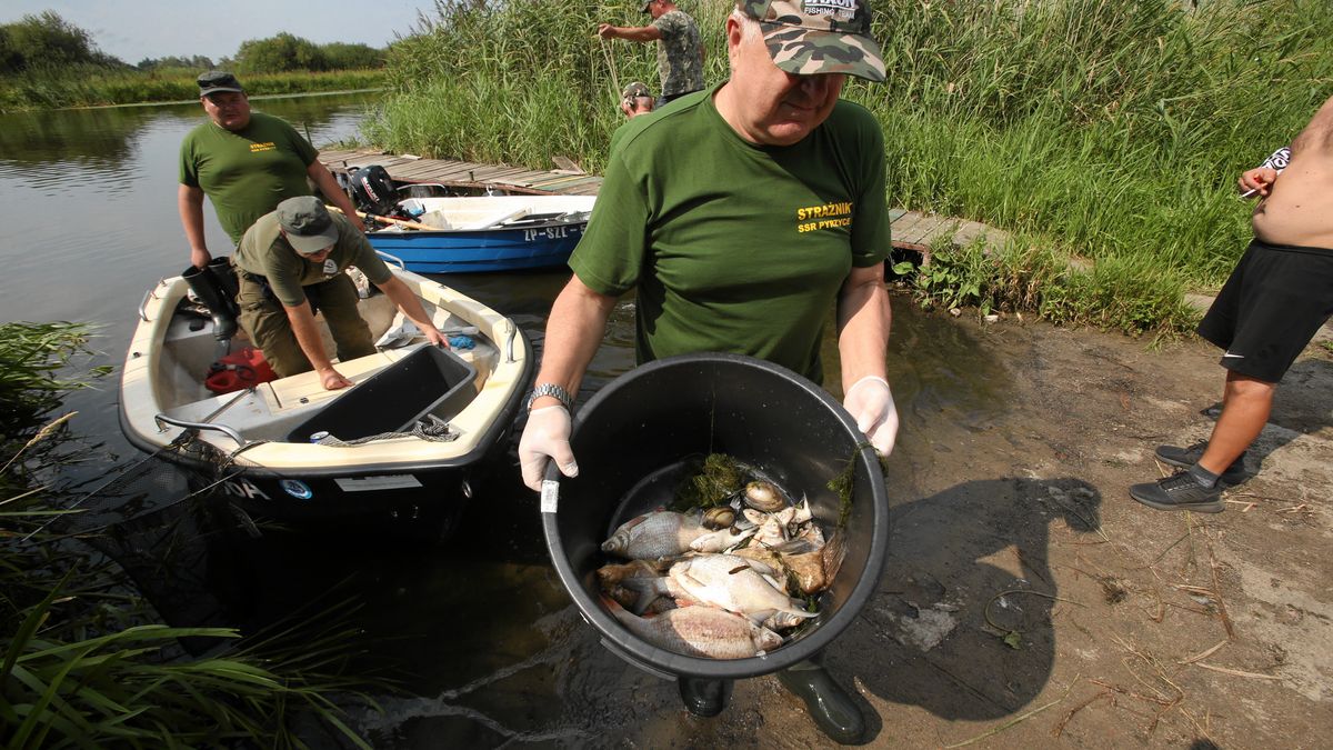 Katastrofa ekologiczna na Odrze

