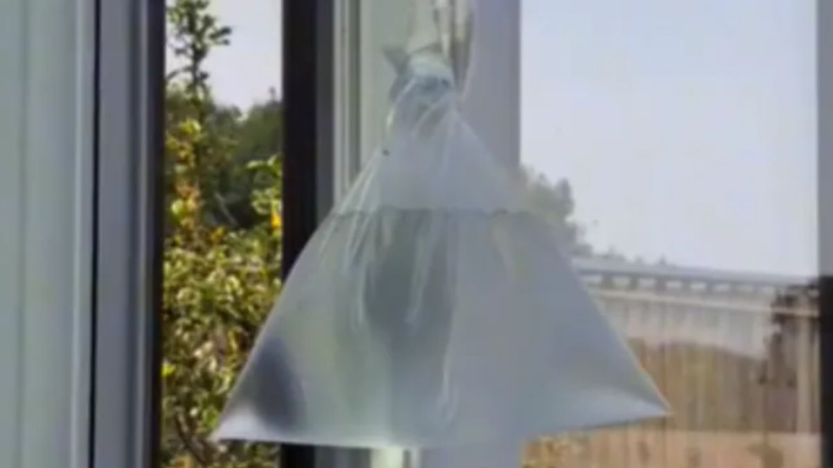 Jak pozbyć się much z domu? Tiktokerka poleciła prosty sposób