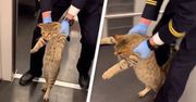 Kot wyprowadzony z pociągu. Ten klip to absolutny hit