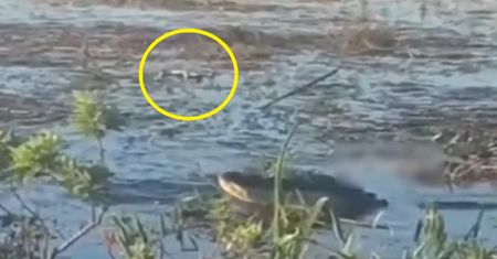 Aligator zjadł drona. Zobacz, co stało się kilka sekund później