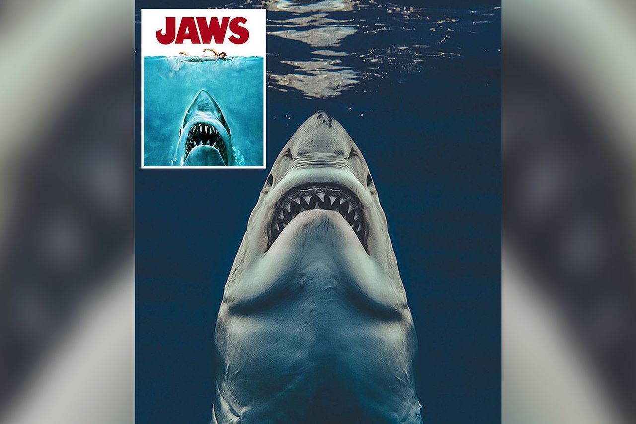 Świetne zdjęcie żarłacza białego przypomina plakat do filmu ”Szczęki”