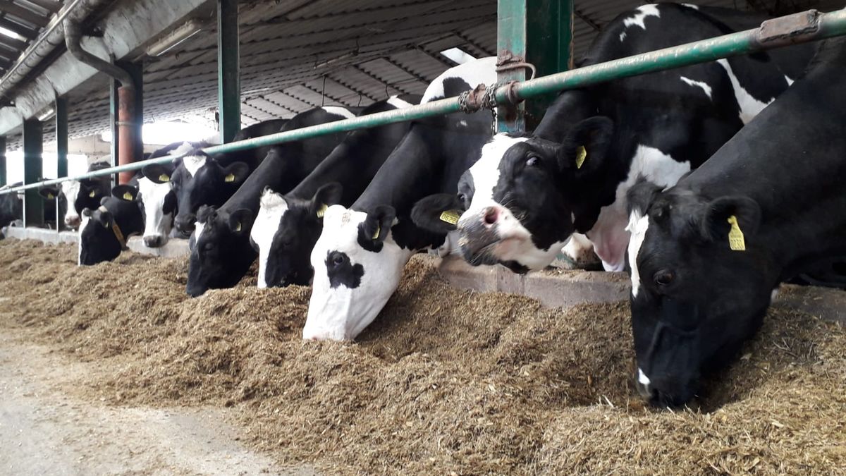Top Farms Głubczyce może być zmuszone zwolnić 250 osób