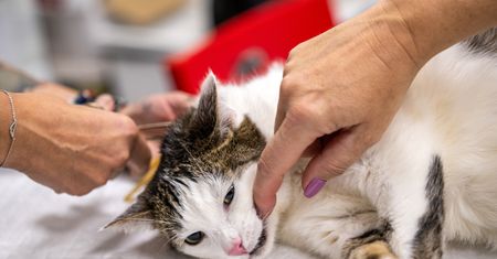 Wścieklizna. To dziewiąte ognisko choroby na terenie Polski