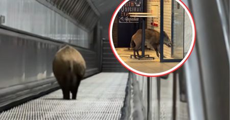 Dzik zablokował ruch. Sceny w węgierskim metrze. Jest nagranie
