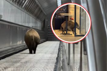 Dzik zablokował ruch. Sceny w węgierskim metrze. Jest nagranie