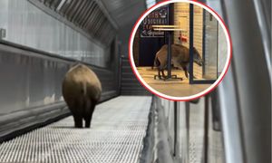 Dzik zablokował ruch. Sceny w węgierskim metrze. Jest nagranie