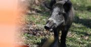 Łódzkie: Martwy dzik z ASF. Minister mówi o możliwym sabotażu