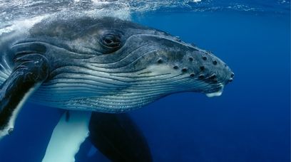 Masowe utknięcie wielorybów. Zmarło ponad 50 ssaków