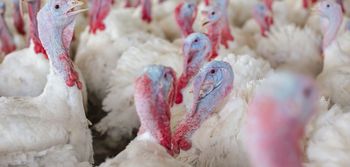 Wielkopolska: Nowe ognisko rzekomego pomoru drobiu w Niałku Wielkim