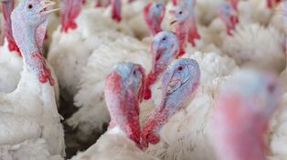 Wielkopolska: Nowe ognisko rzekomego pomoru drobiu w Niałku Wielkim