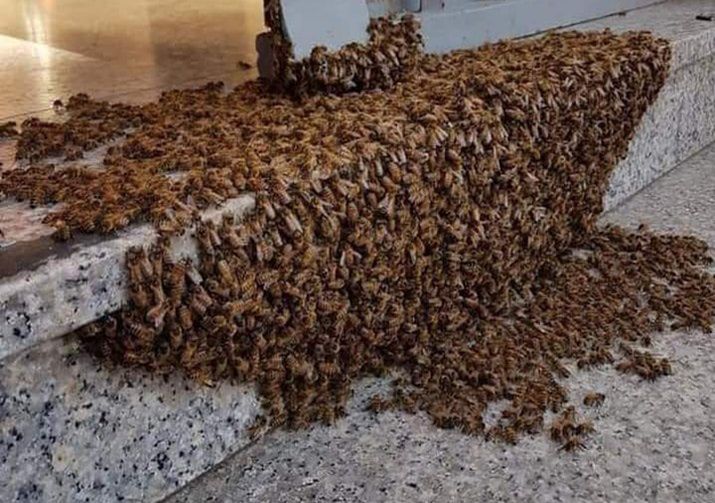 Rój pszczół na progu budynku