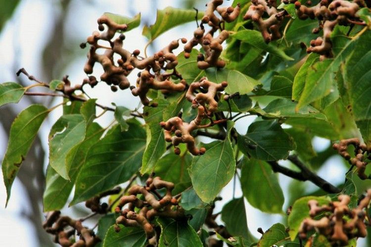 Za tobą ciężki weekend? Oto wynalazek na miarę Nobla: lody na kaca 4