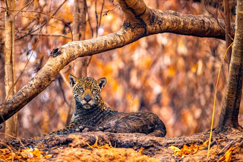 Publiczność wybrała najlepsze zdjęcia konkursu Wildlife Photographer of the Year 2021. Oto one 7