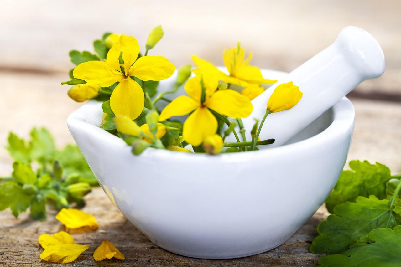 Glistnik jaskółcze ziele – właściwości, zastosowanie, przeciwwskazania i skutki uboczne