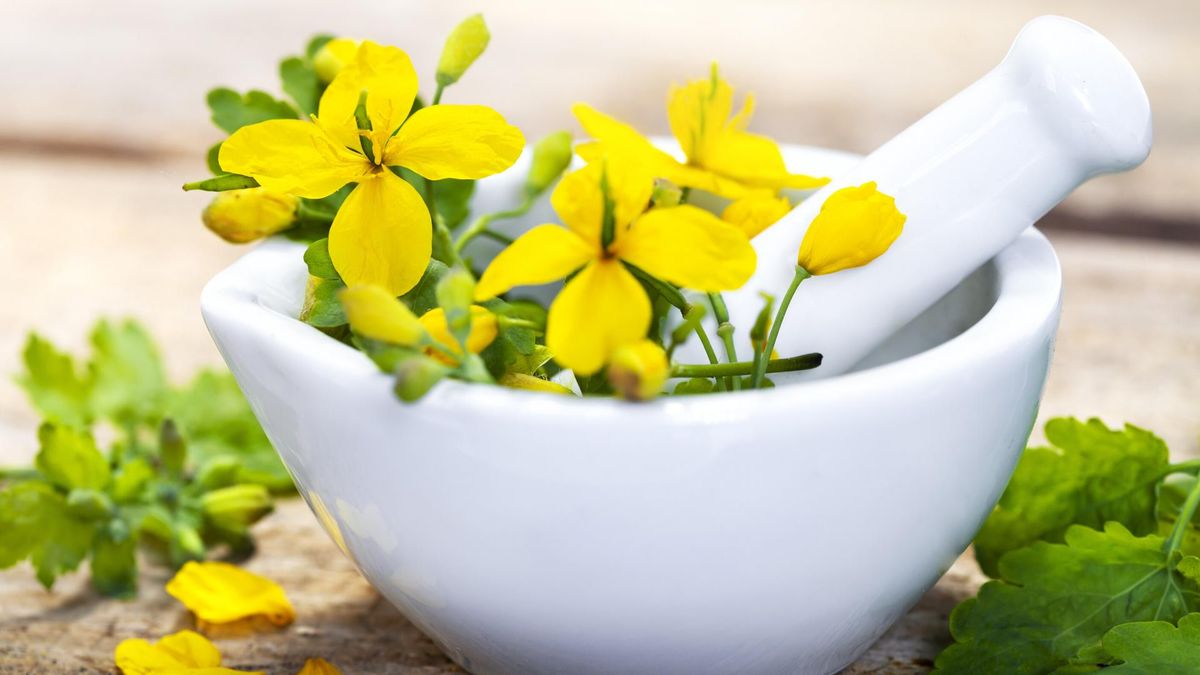 Glistnik jaskółcze ziele to pospolity chwast o właściwościach leczniczych. Wykorzystywany był od wieków jako lek przeciwgorączkowy.