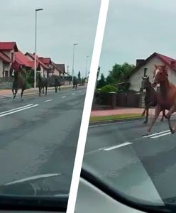 Konie pędziły środkiem drogi. Nagranie kierowcy z Wielkopolski