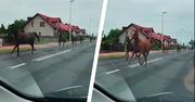 Konie pędziły środkiem drogi. Nagranie kierowcy z Wielkopolski
