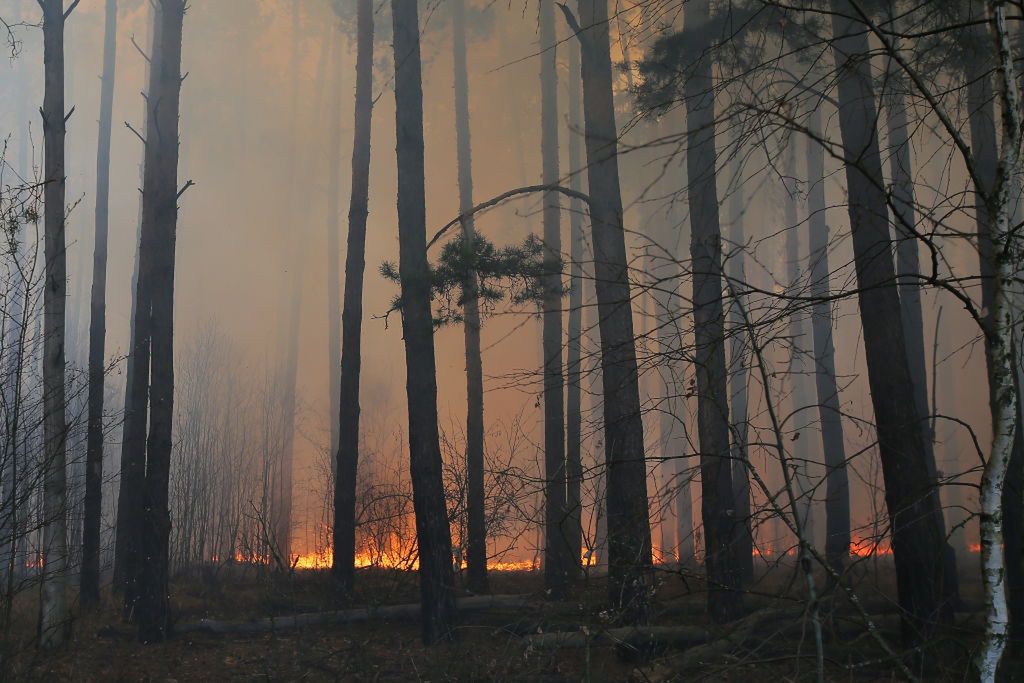 Czarnobyl: Pożar lasów widziany z nieba. Zobacz niezwykłe zdjęcia satelitarne 