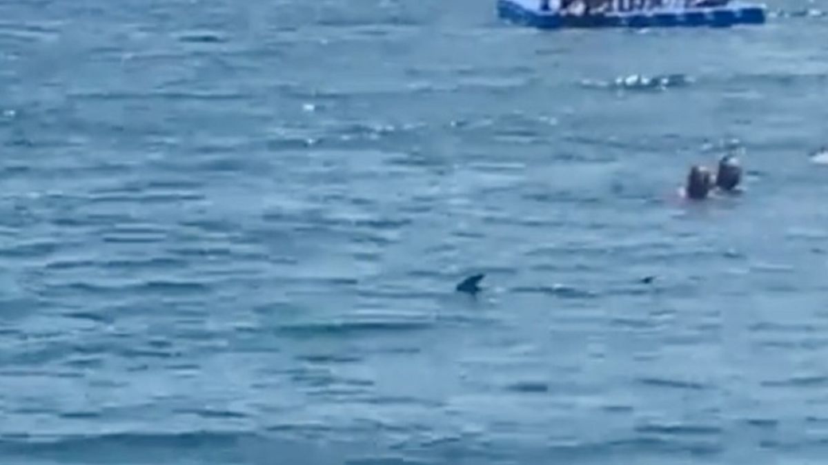 Rekiny zauważone na katalońskim wybrzeżu.