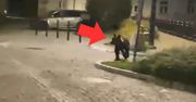 Niedźwiedź w Przemyślu. Policja mówi, jaki był finał akcji