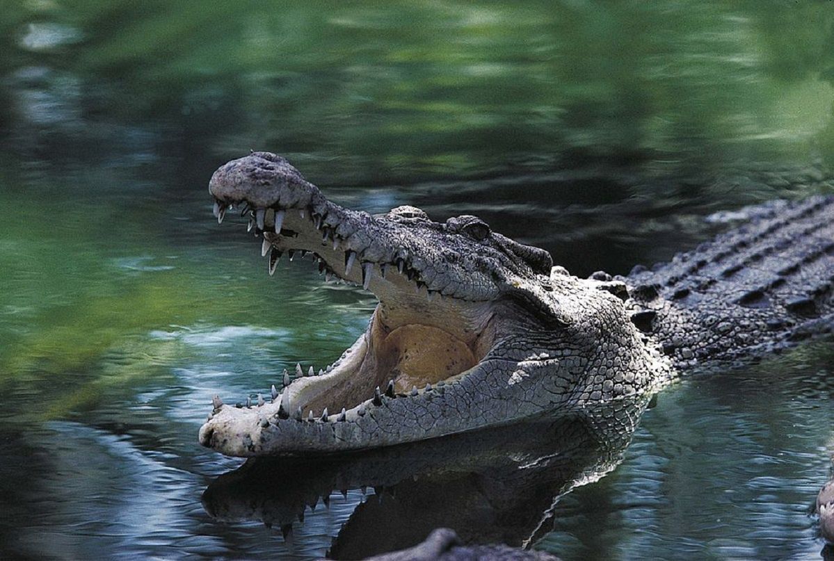 Z hodowli w Czechach uciekł krokodyl. Policja zakończyła poszukiwania