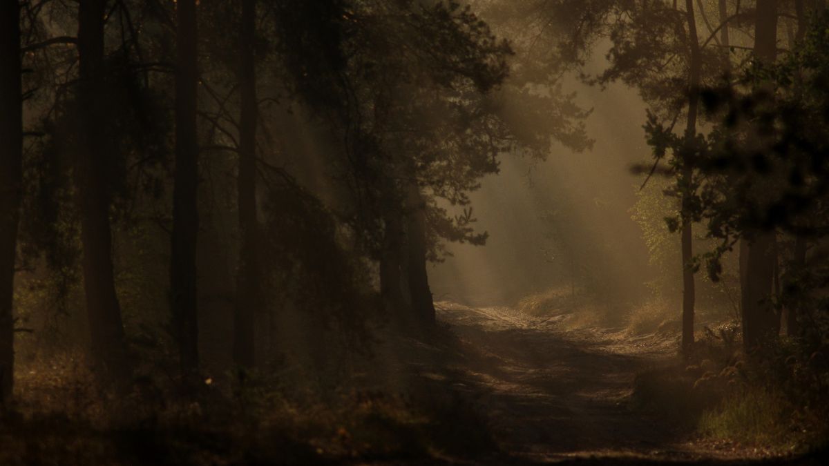 Ojciec zostawił 6-latka w lesie w halloweenową noc. Przerażony chłopczyk uczepił się jego auta 