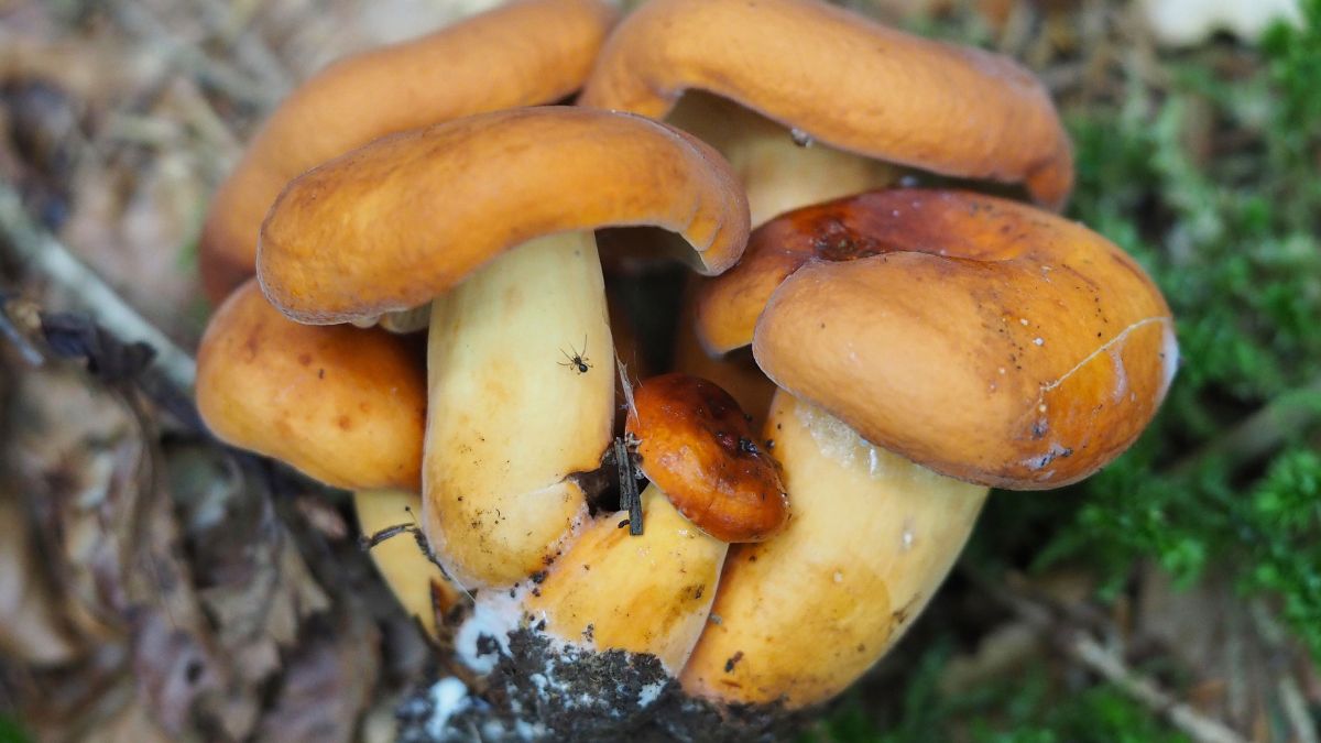 Mleczaj to niedoceniany grzyb