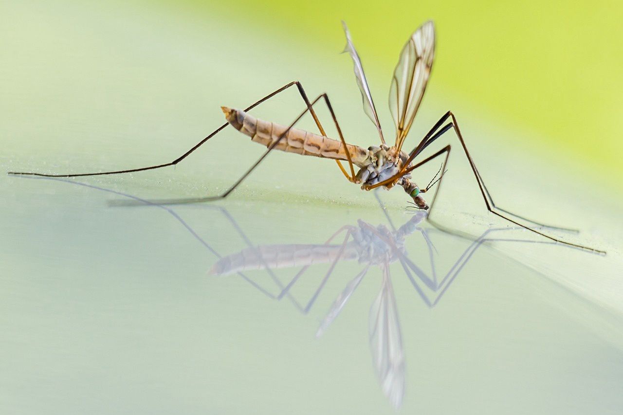 Winning the battle: How to deter mosquitoes from your garden this summer