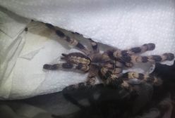 Olbrzymi pająk chodził po ścianie mieszkania. Właścicielka "zamarła z przerażenia"