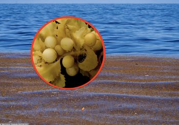 Tajemniczy byt na Atlantyku. Pas Sargassum fascynuje naukowców