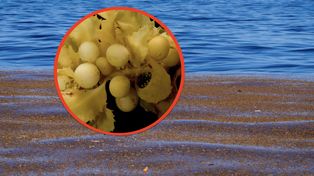 Tajemniczy byt na Atlantyku. Pas Sargassum fascynuje naukowców
