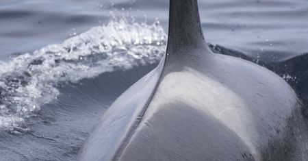 Japonia. Między wyspami widziano parę białych orek. To zły znak