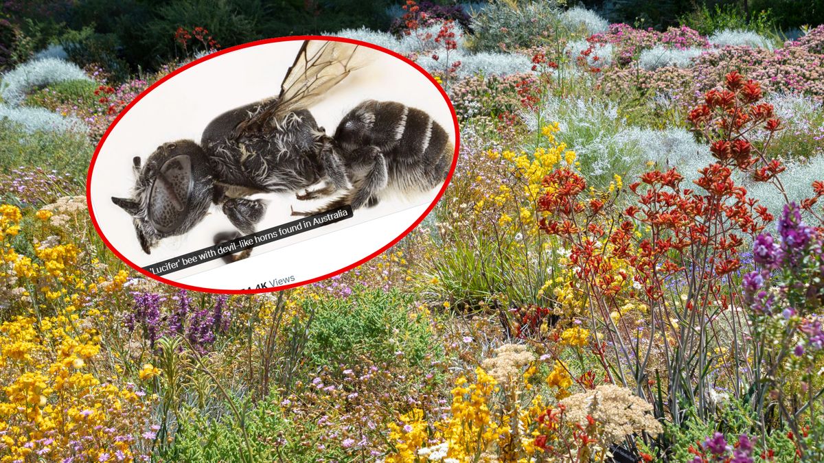 Zakasujący gatunek pszczoły odkryto w Australii 