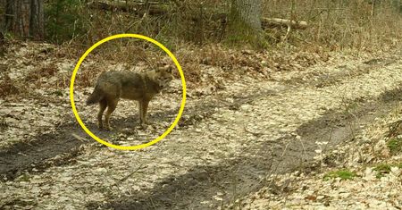 Nie ukrył się przed fotopułapką. Jakim cudem znalazł się w Polsce?