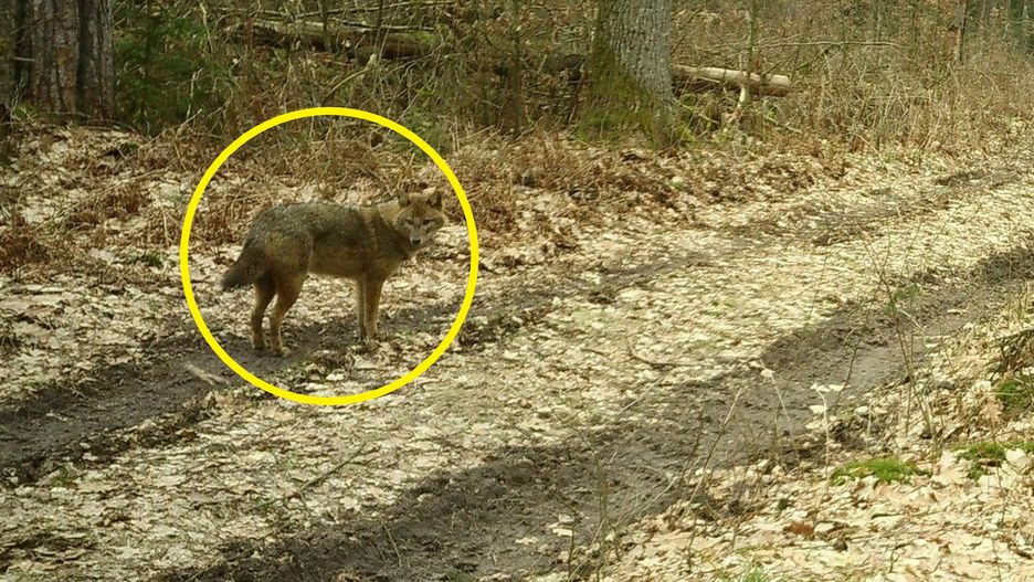 Szakal złocisty w Polsce. Co to oznacza?
