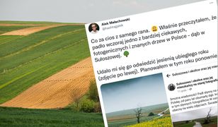 Małopolska. Runęło słynne "drzewo wisielców"