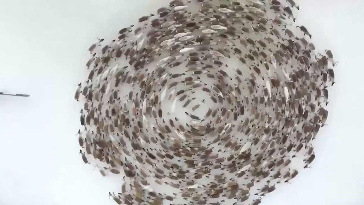 Niesamowity wir reniferów ujęty z drona na bezludnej, mroźnej równinie 1